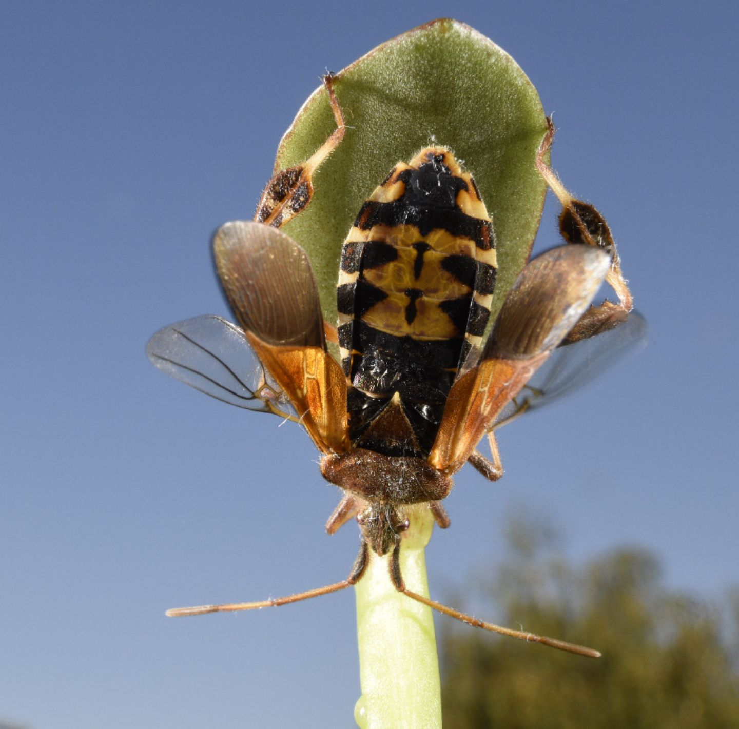 Coreidae: Leptoglossus occidentalis